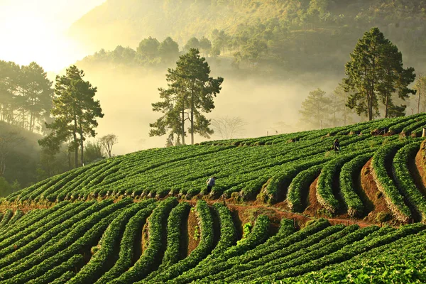 Misty Morning Strawberry Plant Doi Ang Khang Mountain Chiang Mai — Fotografia de Stock