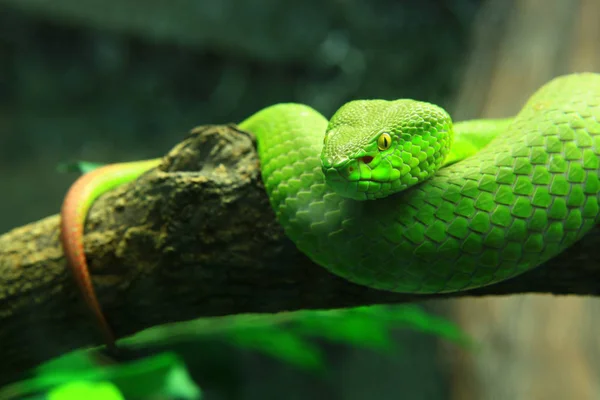 Serpiente Verde Árbol — Foto de Stock