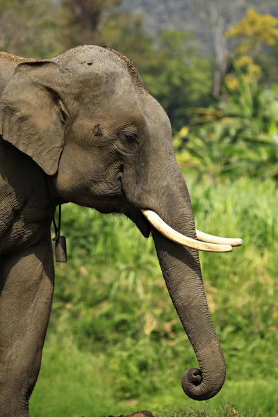 Safari parkında Asya Wild Elephent 