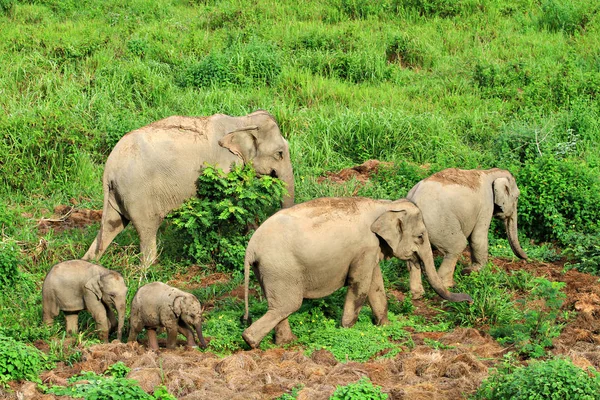 Kui Buri Ulusal Parkı'nda Asya vahşi filler, Prachuap Khiri Khan Province, Tayland