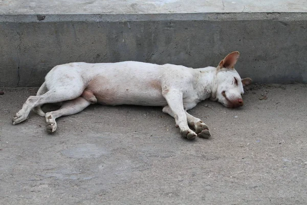 beton Köprü üzerinde uyuyan cüzzamlı köpek