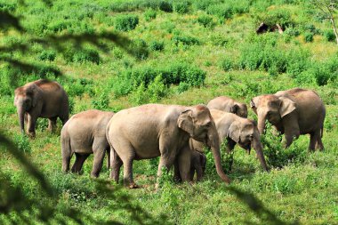 Yeşil çayır geçmişe sahip filler sürüsü