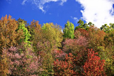 Kuzey Chaingmai Tayland 'daki Orman Değişimi Rengi. 