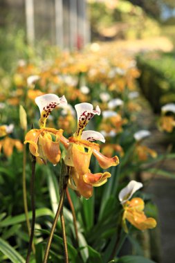 Paphiopedilum gratrixianum. Tayland orkide Kuzey.