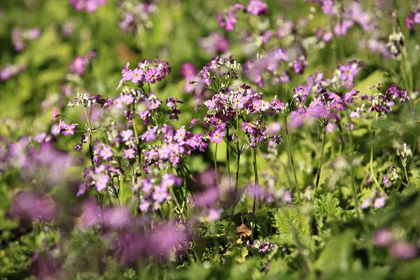 First Spring Viola Flowers Macro Photo — Stock Photo, Image