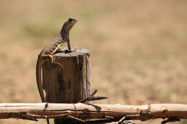 Lagarto Muñón — Foto de Stock