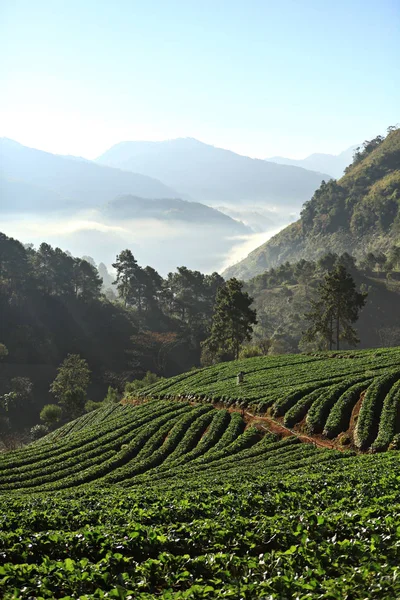 Misty Mañana Jardín Fresas Montaña Doi Angkhang Chiangmai Tailandia — Foto de Stock