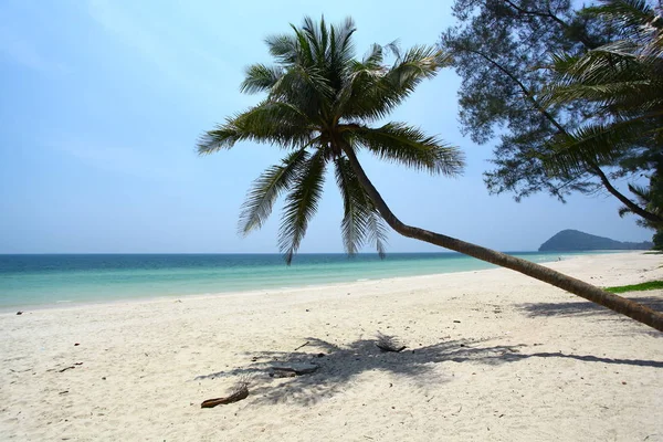 热带海滩上的棕榈和长尾船 泰国素叻他尼省陶岛 — 图库照片