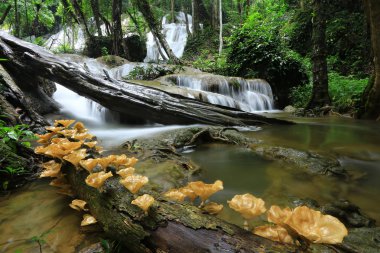 Pha Sawan Şelalesi'nde doğanın tazeliği ve güzelliği Kanchanaburi, Tayland'ın en popüler turistik mekanları