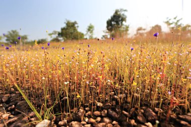 The beauty of the Natural wildflowers at Dong Na Tham in Pha Taem National Park, Ubon Ratchathani, Thailand clipart