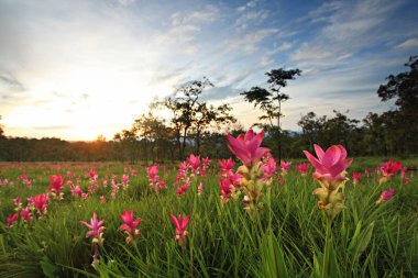Kamu konumlar Thung Bua Sawan View Point (Thaung Dok Krachieo) Sai Thong Milli Parkı Chaiyaphum Tayland 