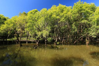 Pang Oung, Pang Tong Kraliyet Geliştirme Projesi Mae Hong Son, Tayland de Huai Pang tong Rezervuar orman ve doğanın bütünlüğü