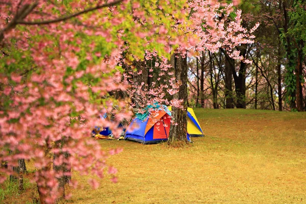 Różowy Drzewo Dziki Himalayan Wiśni Lub Tajski Sakura Kwiat Drzewo — Zdjęcie stockowe