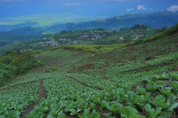 Landschaft Der Käfigpflanzen Nebelmeer Hintergrund Bei Phu Thap Boek Phetchabun — Stockfoto