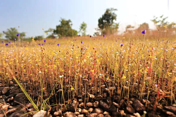 Pha Taem Milli Parkı Dong Na Tham doğal kır çiçekleri güzelliği, Ubon Ratchathani, Tayland