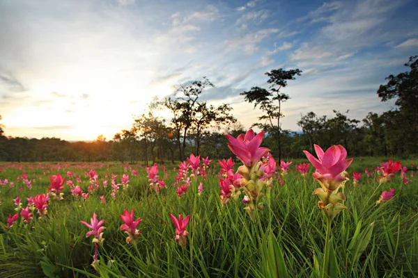 Kamu konumlar Thung Bua Sawan View Point (Thaung Dok Krachieo) Sai Thong Milli Parkı Chaiyaphum Tayland 
