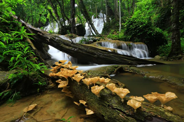 Свежесть Красота Природы Водопаде Пха Саван Самый Популярный Туристический Курорт — стоковое фото