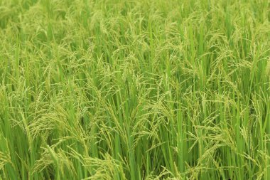 Kuş gözü çeltik tarlasında 