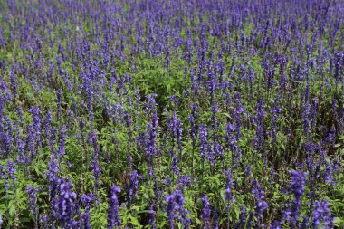 Yazın lavanta tarlası 