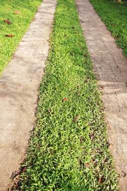 yolu ile bahçede çim 
