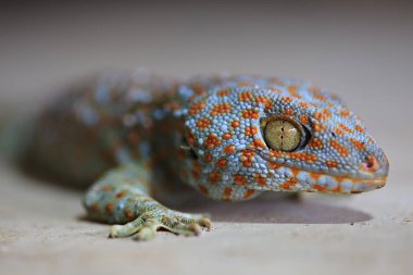 Close Up with Borneo gecko (Gekko gecko) Tokay geckos Commercial breeding in thailand clipart