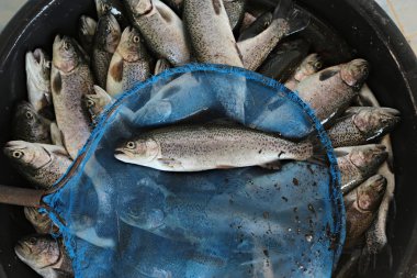 Fresh trout fish on  farm  clipart
