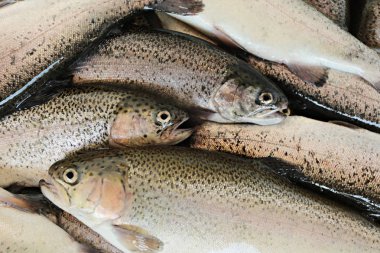 Çiftlikte taze alabalık 