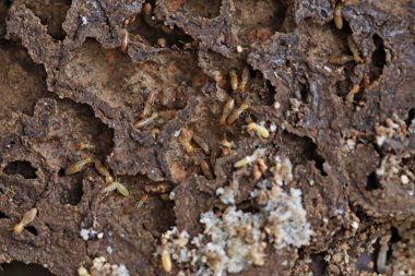 İşçi ve nazut termitler tahtada