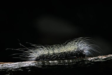 Caterpillar siyah arka plan üzerine