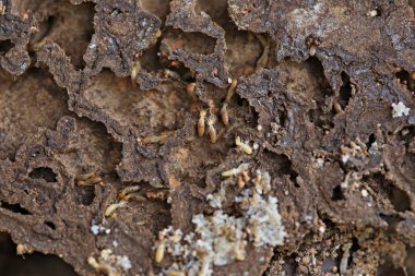 İşçi ve nazut termitler tahtada