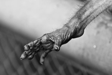 Maymun hayvanat bahçesinde kapana kısıldı.. 