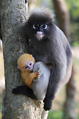 Dusky yaprağı maymunları (Trachypithecus obscurus) bir metal çubuk üzerinde, Prachuap Khiri Khan, Tayland