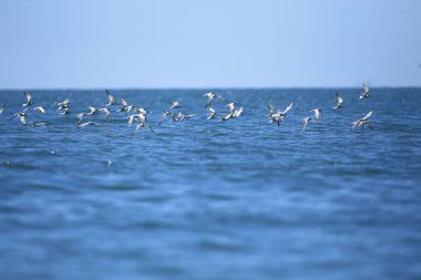 Uçan Kuş - Siyah Peçeli Tern Juvenile (Sterna sumatrana)