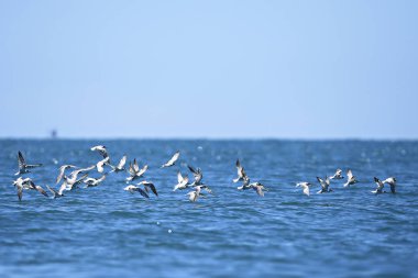 Uçan Kuş - Siyah Peçeli Tern Juvenile (Sterna sumatrana)
