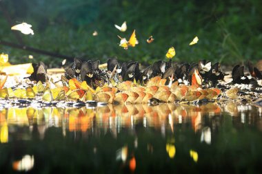 Vahşi Kelebekler Tayland, Phetchaburi 'deki Kaeng Krachan Ulusal Parkı' nda derenin yanında kanatları kurutur. 