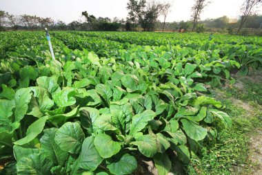 Prachuap Khiri Khan, Tayland 'da turp tarlası sulama sistemi.
