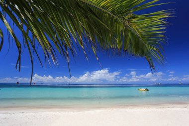 Tropik plajda palmiye ve uzun kuyruk tekneleri. Koh Tao adası, Surat Thani Province, Tayland