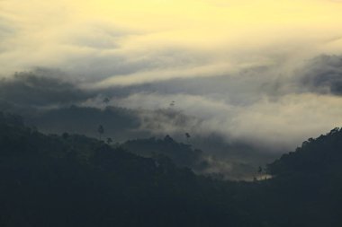 Ranong ormanlarının Ngao Şelalesi Ulusal Parkı Ranong Tayland 'daki doğal bütünlüğü. 
