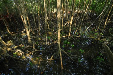 Mu Ko Chumphon Ulusal Parkı 'ndaki Mangrove Ormanı Ulusal Parklar ve Deniz Rezervleri Adaları, Chumphon Tayland