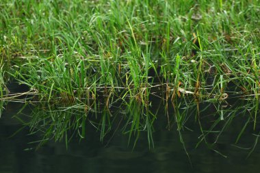 Suyun yüzeyinde büyüyen yabani otları maskeliyorlar. 