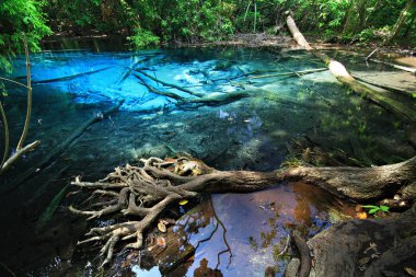 Zümrüt Havuzu mucizevi Krabi Eyaleti, Tayland 