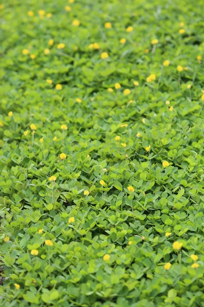 Green Leafy Plants Covering Soil Small Yellow Flowers — Stock Photo, Image