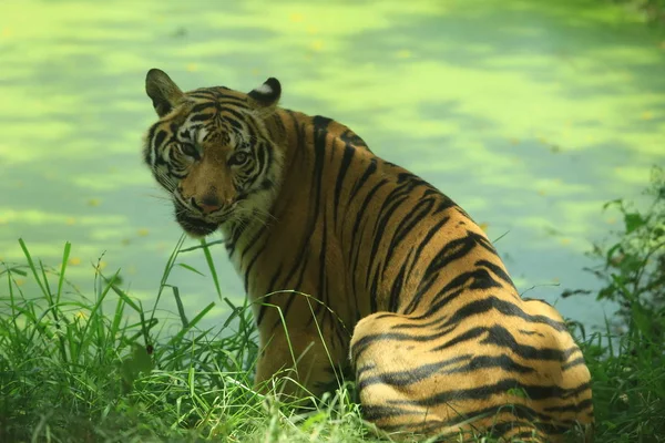 Тигр Panthera Tigris Является Крупнейшим Видом Кошек Заповеднике Huai Khaeng — стоковое фото