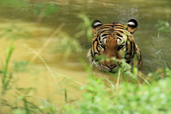 Тигр Panthera Tigris Является Крупнейшим Видом Кошек Заповеднике Huai Khaeng — стоковое фото