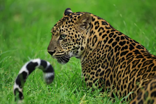 Тигр Panthera Tigris Является Крупнейшим Видом Кошек Заповеднике Huai Khaeng — стоковое фото