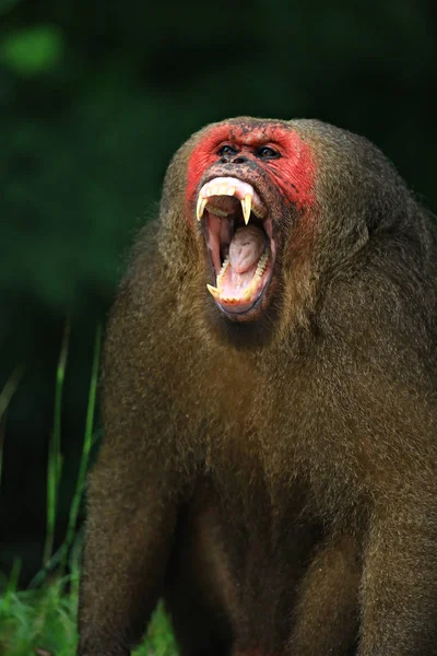 Pařezy Macaque Macaca Arctoides Předvádění Zubů Kaeng Krachan National Park — Stock fotografie