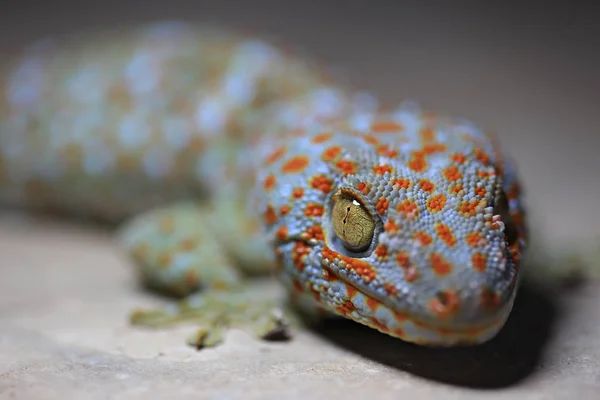 Gros Plan Avec Borneo Gecko Gekko Gecko Tokay Geckos Elevage — Photo