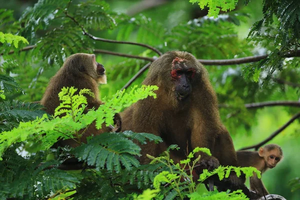 Família Macaco Cauda Coto Macaca Arctoides Khao Krapuk Khao Tao — Fotografia de Stock