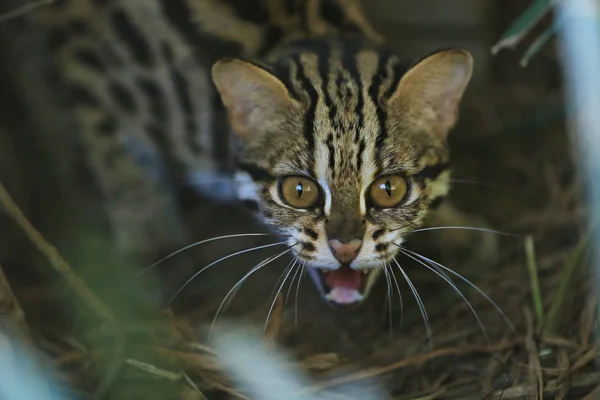 Mermer kedi belirtileri şüpheli bir şey gördüklerinde şok olurlar. 