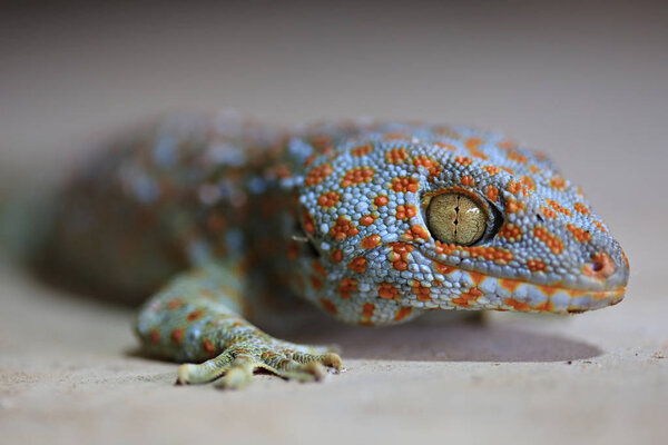 Close Up with Borneo gecko (Gekko gecko) Tokay geckos Commercial breeding in thailand